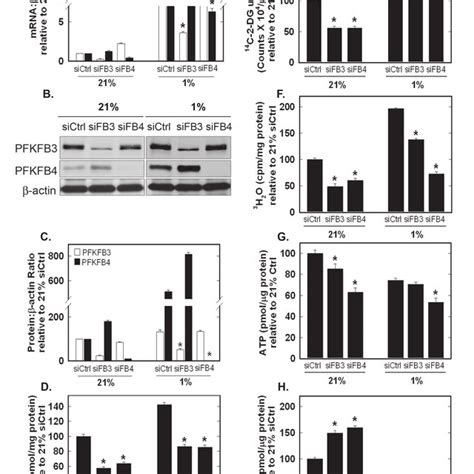 Role of PFKFB3 and PFKFB4 in Hypoxia-Induced F2,6BP production, Glucose ...