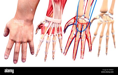 Human hand anatomy, artwork Stock Photo - Alamy