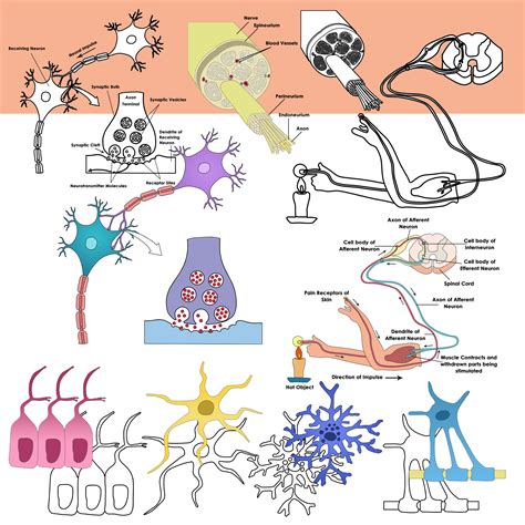 Nervous System Anatomy Clipart | Nerves Neurons and Reflex Clip Art ...