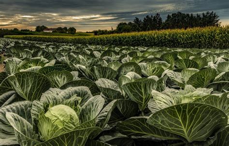 Cabbage Field Wallpapers - Wallpaper Cave