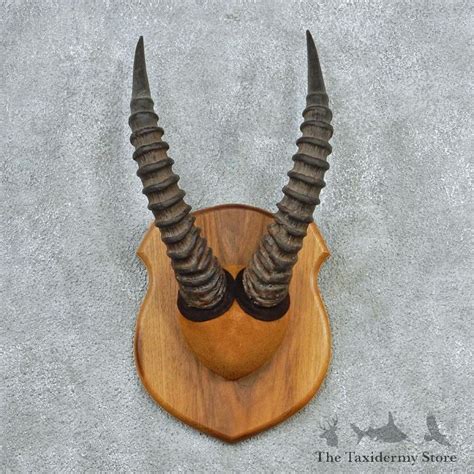 African Topi Horns For Sale #12779 - The Taxidermy Store