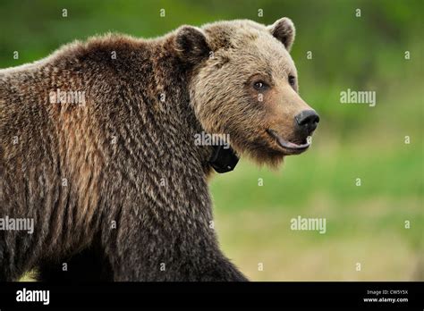 A close up side view of a female grizzly bear Stock Photo - Alamy