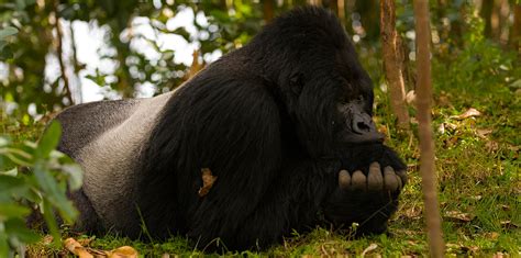 Bwindi Impenetrable national park | Kori Safaris