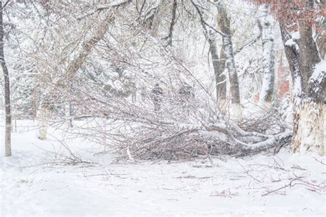 3,300+ Snow Storm Damage Stock Photos, Pictures & Royalty-Free Images - iStock