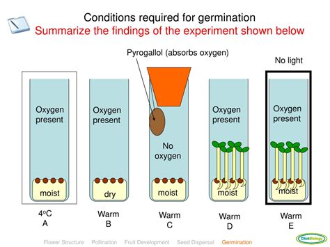 PPT - Plant Reproduction PowerPoint Presentation, free download - ID ...