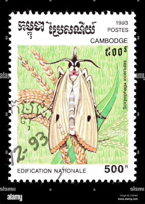 Postage stamp from Cambodia depicting a Rice Yellow stem borer moth (Scirpophaga inceertulas ...