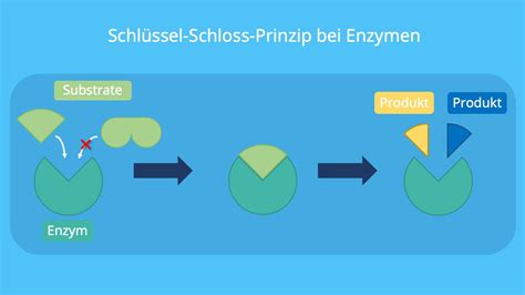 Schlüssel-Schloss-Prinzip_Enzyme_WP - curingshot