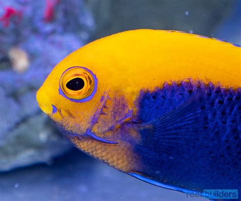 FAQs on Dwarf Angelfish | Reef Builders | The Reef and Saltwater ...