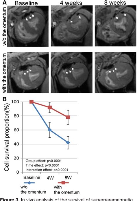 Figure 3 from Enhanced Survival of Transplanted Human Induced Pluripotent Stem Cell–Derived ...