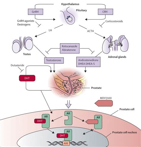 Anti-androgens and androgen-depleting therapies in prostate cancer: new agents for an ...