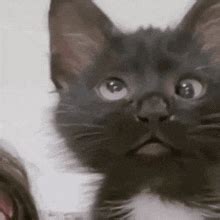 Huh Cat Meme - Huh cat - Discover & Share GIFs