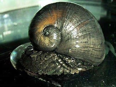 Volcano Snail Facts | Volcano Erupt