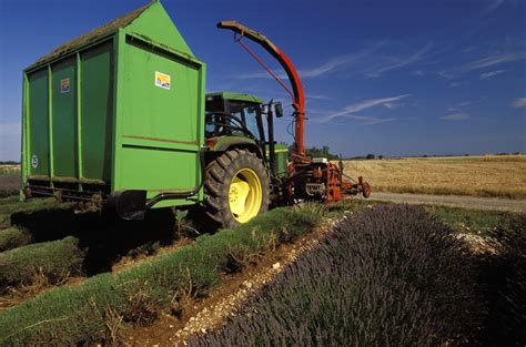 HARVESTING LAVENDER FLOWER