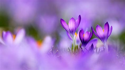 Purple Crocus – Bing Wallpaper Download