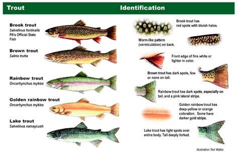 Simple Trout Identification - Whamz Fishing Tips and Guides