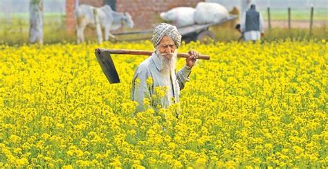 HT Special | 50 yrs on, Punjab leads agri charts, Haryana catching up ...