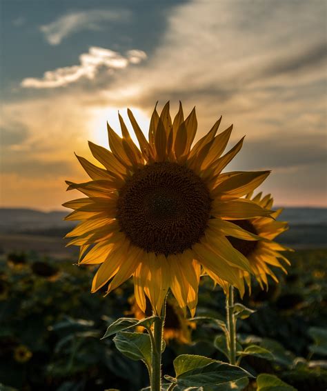 Sunflower Sunset Summer - Free photo on Pixabay - Pixabay