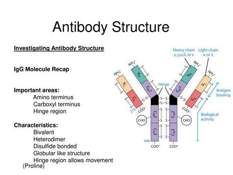 PPT - Antibody Structure PowerPoint Presentation, free download - ID:1016817