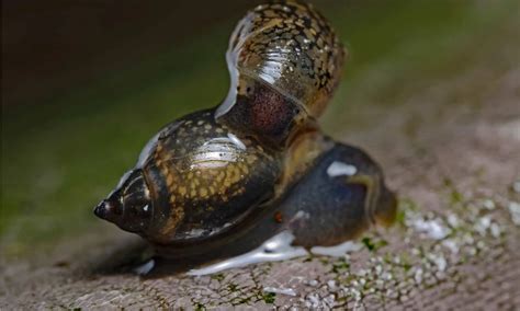 Bladder Snail Eggs: Everything You Need To Know - The Aquarium Keeper