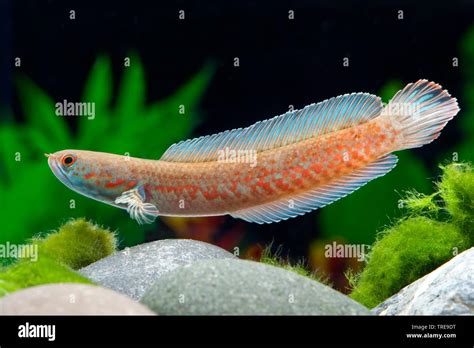 Lal Cheng Snakehead (Channa andrao), swimming, side view Stock Photo - Alamy