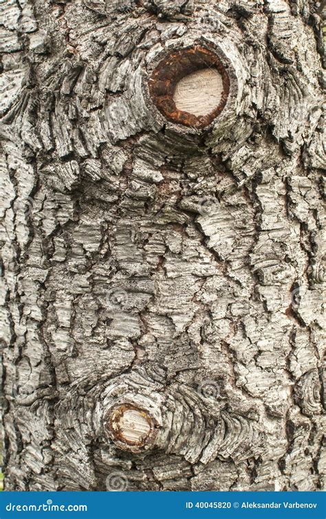 Old Cedar Tree Bark Closeup Stock Photo - Image of wood, gray: 40045820