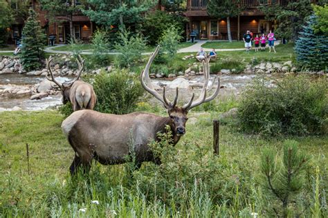 Colorado's Mandatory Chronic Wasting Disease Testing Now Includes Elk