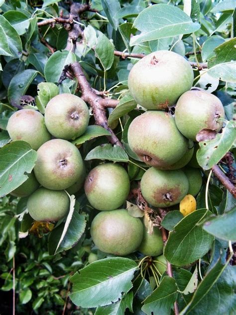 European Wild Pears (Pyrus pyraster) | Fruits and veggies, Fruit, Edible