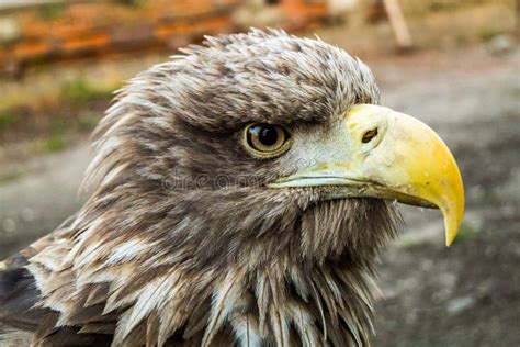 Eagle Close Up Portrait stock image. Image of bird, haliaeetus - 90482207