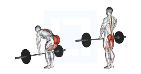 Barbell Romanian Deadlift - Guide, Benefits, and Form