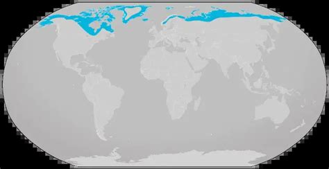 where do arctic foxes live habitat Arctic sloth snow leopard pandas toed quokka bison foxes ...