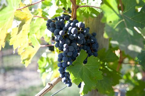 Picking Grapes With BC Wine Lover, Kimberley Conroy – Scout Magazine