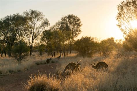 Unmissable Alice Springs: The Kangaroo Sanctuary - A Make Believe World