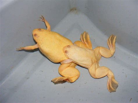 SE England Albino African Clawed Frogs - Reptile Forums