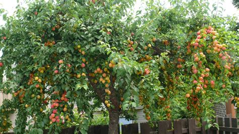 Fruit Tree Harvest & Anthocyanins: Beautiful Plums as Colourful as Flowers | Virdigris Gardening