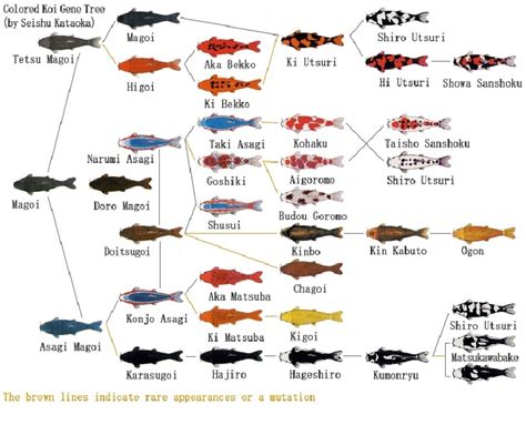 Koi Gene Tree / Identifying Koi