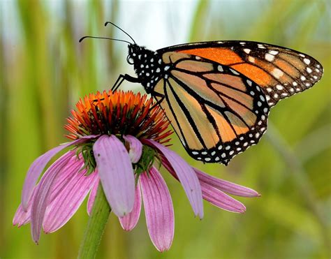 Monarch purple coneflower. monarch butterfly | Free Photo - rawpixel