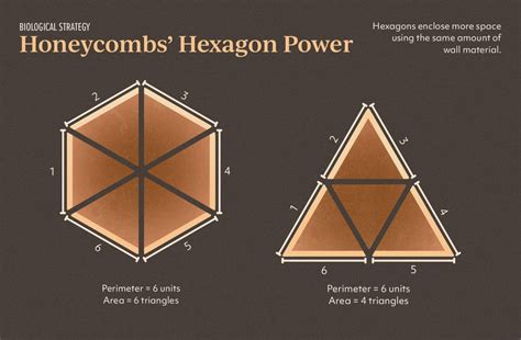 Honeycomb Structure Is Space-Efficient and Strong — Biological Strategy ...