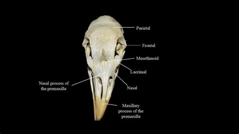 Pigeon skull | Atlas of Comparative Vertebrate Anatomy