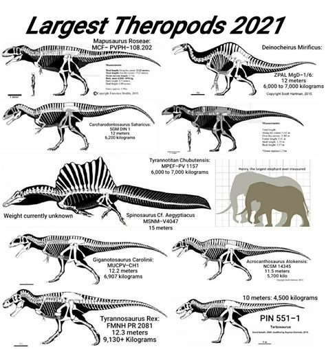 The Largest Theropods of 2021