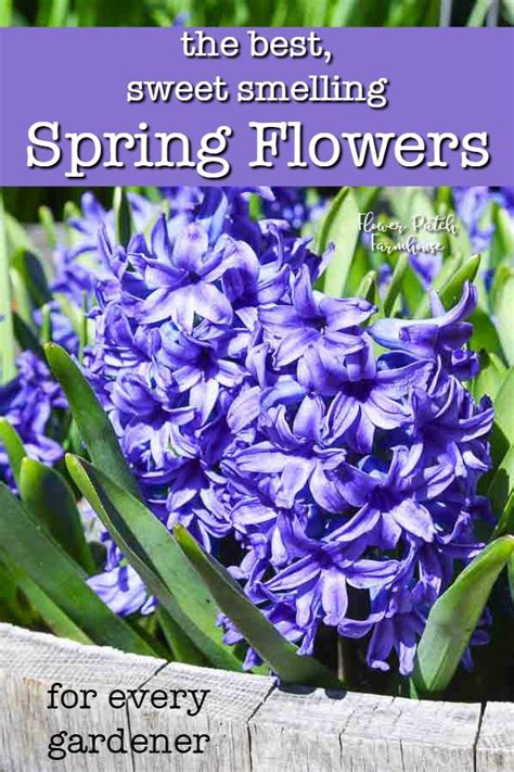 Best Smelling Spring Plants for Your Garden - Flower Patch Farmhouse