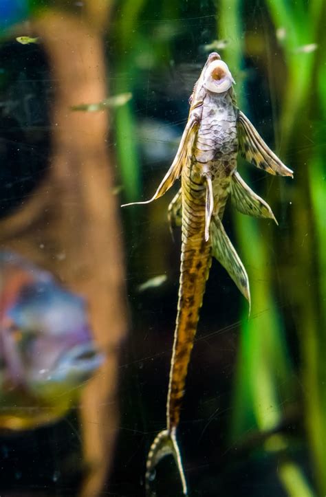 12 of the Best Types of Catfish for Aquariums | RODI Water Delivery