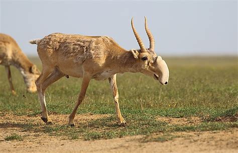 Meet The Conservationist Saving The Fast Disappearing Saiga Antelope In ...