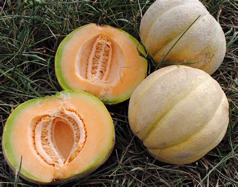 Edisto Mystery Muskmelon, 2 g : Southern Exposure Seed Exchange, Saving ...