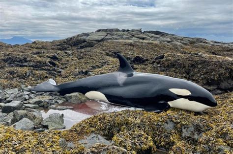 Orca rescued by Good Samaritans on Alaska's Prince of Wales Island