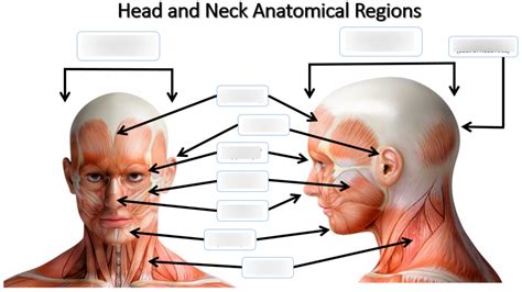 Head and neck anatomical regions Diagram | Quizlet