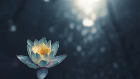 sunlight, lense flare, aquatic plant, close up, white lotus, lotus ...