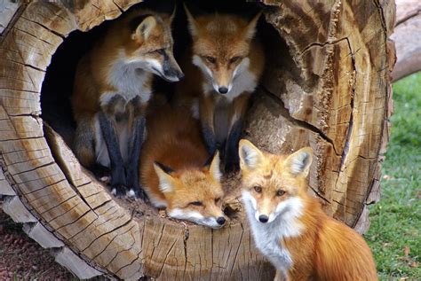 Four Foxes | larryn2009 | Flickr