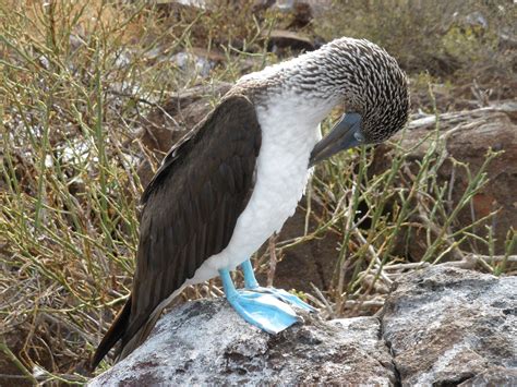 Explore Ecuador & Galapagos Islands: GL Tours | GL Tours