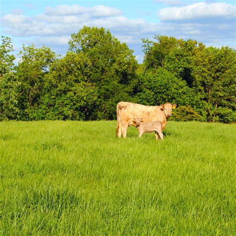 Tall Forage Fescue Pasture Grass Seed