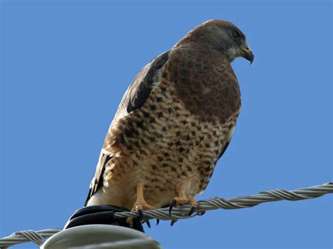 File:Swainson's Hawk (Buteo swainsoni) RWD.jpg - Wikimedia Commons
